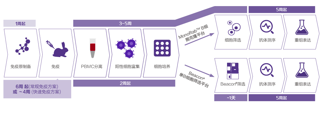 Customized Rabbit mAb Development Package