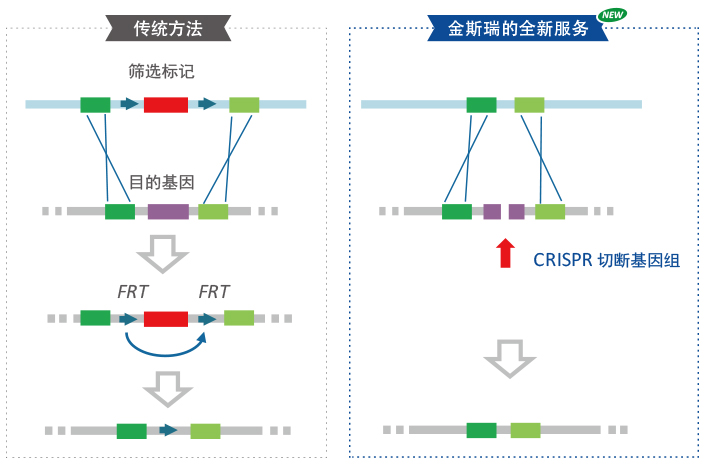 微生物基因组改造方法比较