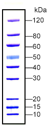 PAGE-MASTER Protein Standard Plus