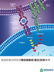 免疫检查点研究用稳定细胞系/蛋白/抗体推荐