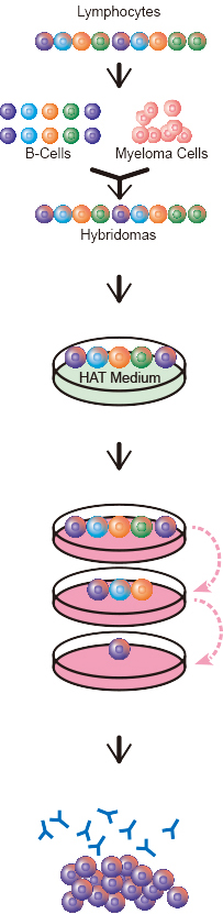 Making monoclonal antibodies continues with lymphocyte harvest