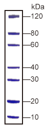 PAGE-MASTER Protein Standard