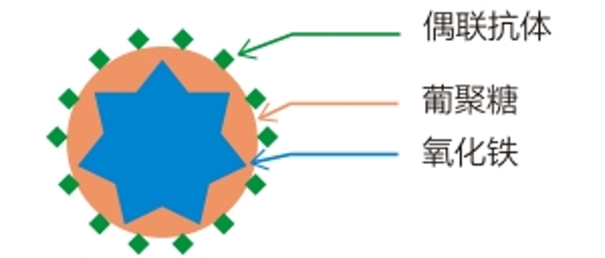 CytoSinct™磁珠的结构及大小示意图