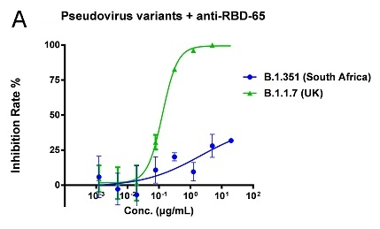 Anti-RBD-65和ACE2-Fc中和英国突变毒株（B.1.1.7）和南非突变毒株（B.1.351）的量效曲线