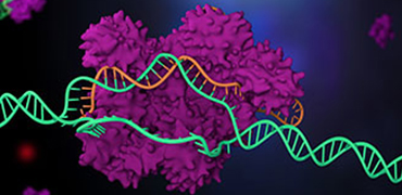 利用蛋白工程策略改进CRISPR-Cas技术 - 