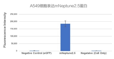 A549细胞表达mNeptune2.5蛋白