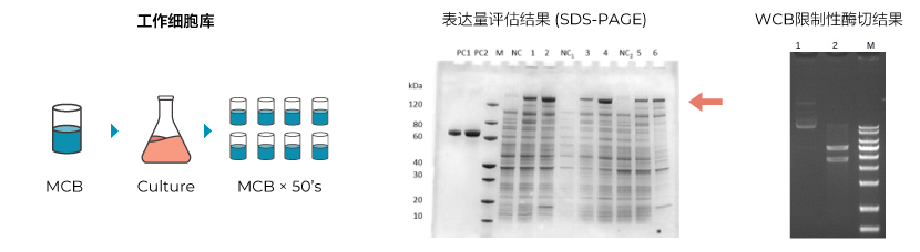 表达量评估 & 限制性酶切图谱