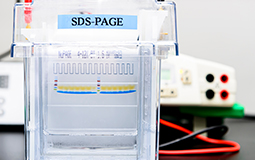 SDS-PAGE