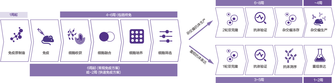 定制鼠单抗开发套餐