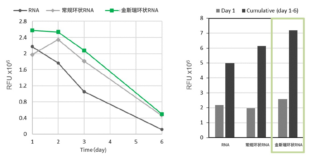 环状RNA较之常规环状RNA，蛋白表达量更 