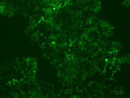 Transduction Test