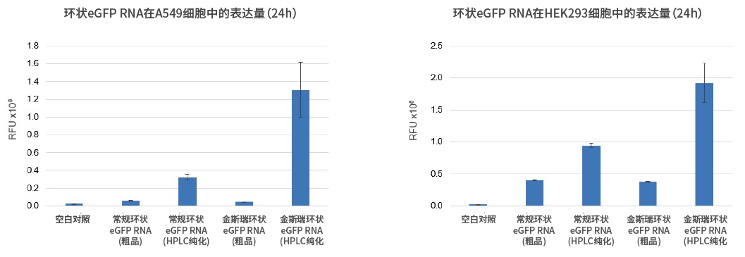 环状RNA在多个细胞模型上蛋白表达量更高