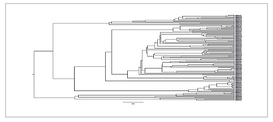 VH Phylogenetic tree analysis, out of 111, 23 Antibodies share same sequences