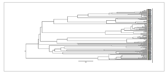 VH Phylogenetic tree analysis, out of 111, 23 Antibodies share same sequences